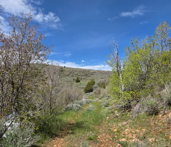 Expansive hillside property featuring natural vegetation, scattered mature trees, and a clear blue sky with white clouds