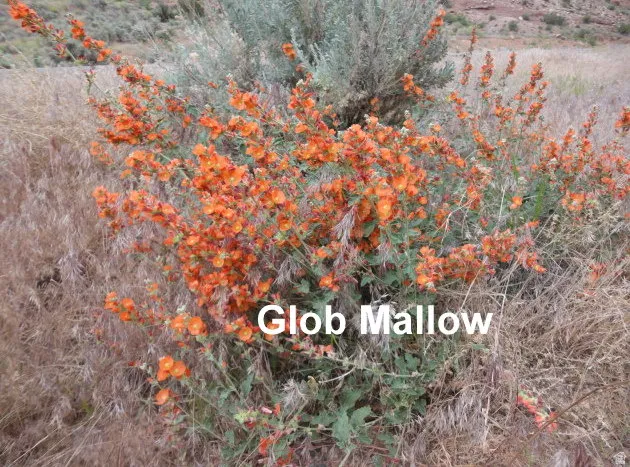 Glob Mallow blooms in the spring and fall.