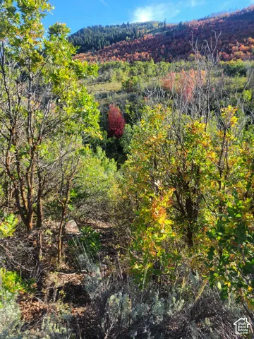 Diverse foliage with varied colors, sloping terrain, and distant tree lines