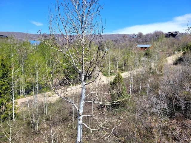 Wooded terrain featuring a mix of deciduous and evergreen trees, with a dirt road winding through