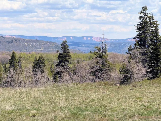 Expansive natural landscape featuring a grassy foreground, mature evergreen trees, and distant mountainous terrain