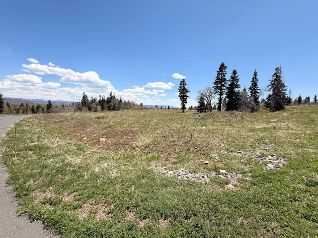 Expansive grassy terrain with scattered mature evergreen trees