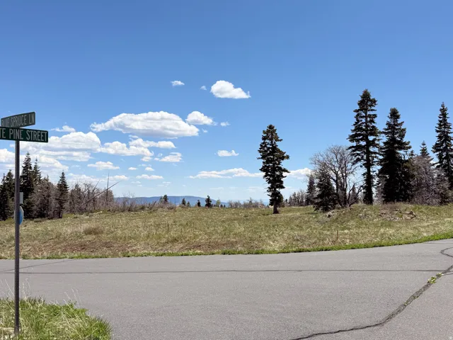 Expansive undeveloped lot featuring mature evergreen trees and a paved road frontage