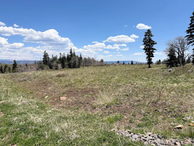 Expansive, undeveloped land parcel with varied natural vegetation and mature evergreen trees