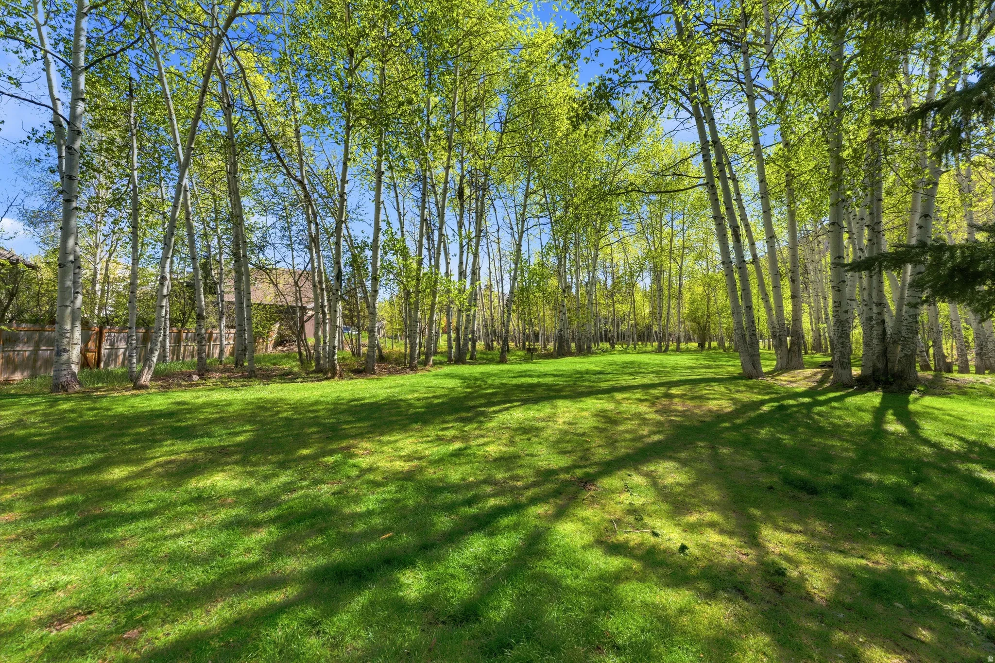 Expansive green lawn surrounded by a dense grove of slender trees with light-colored bark and vibrant green foliage