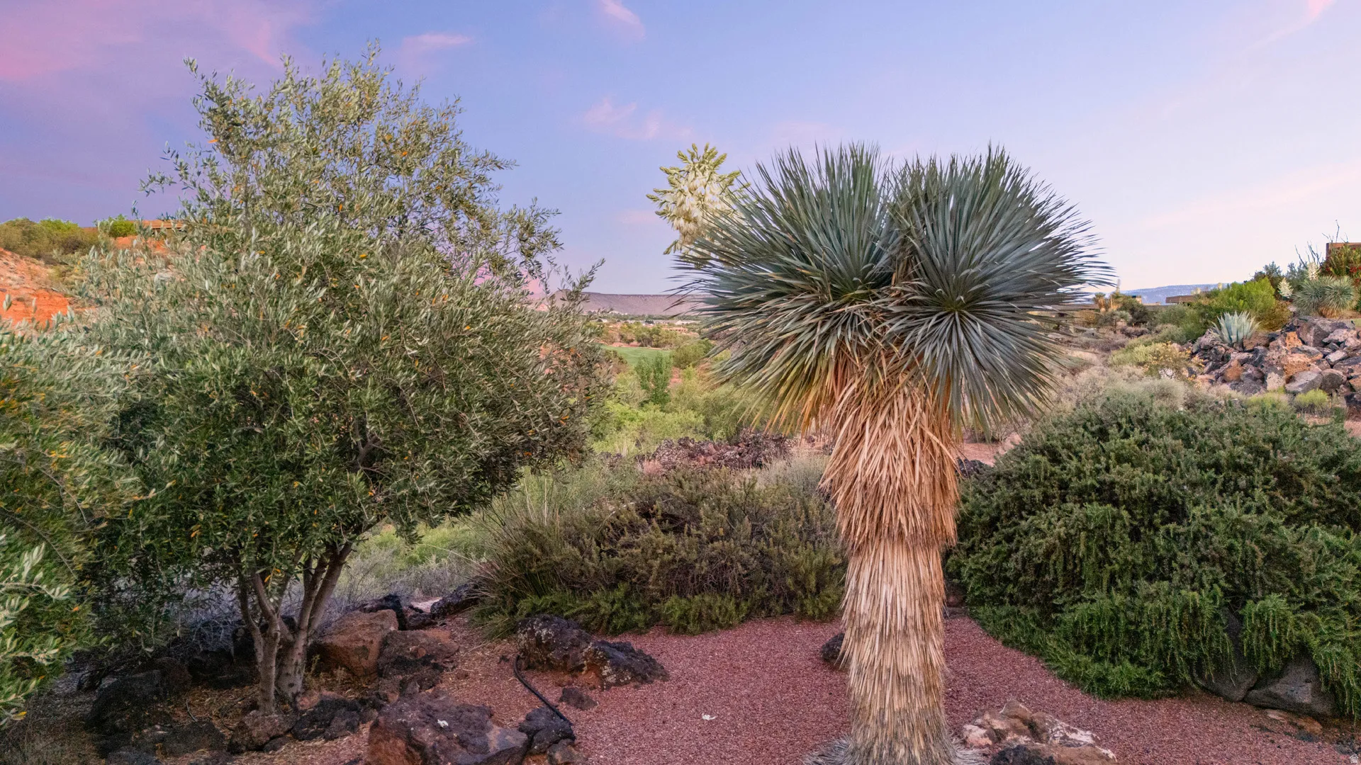 Desert landscaping featuring a mature yucca, an olive tree, and various low-water plantings
