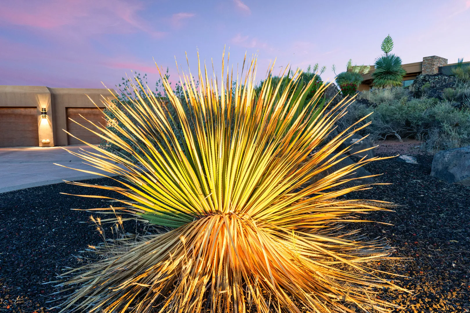 Desert landscaping featuring a prominent yucca plant and dark volcanic rock ground cover