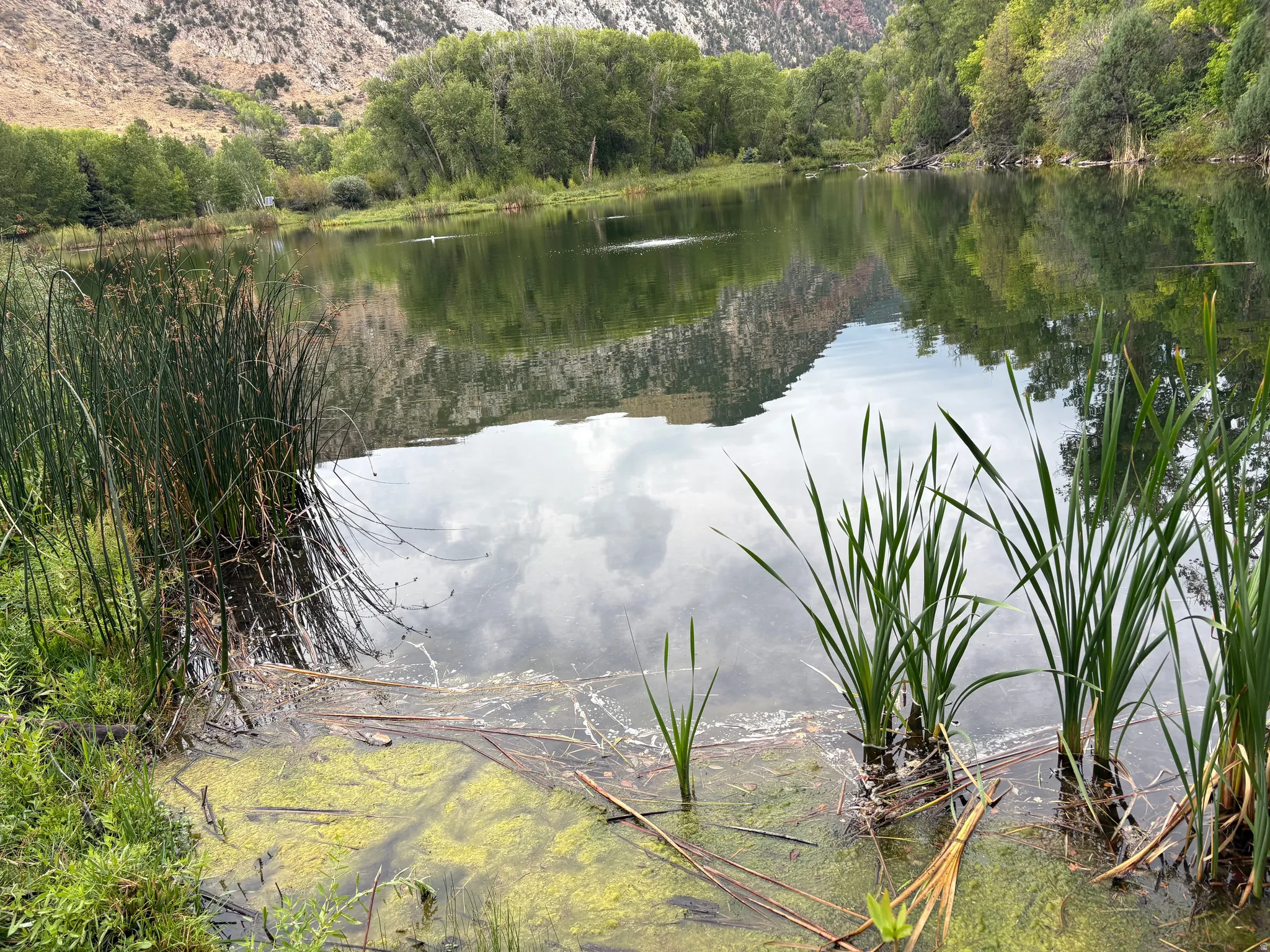Natural pond with surrounding lush vegetation