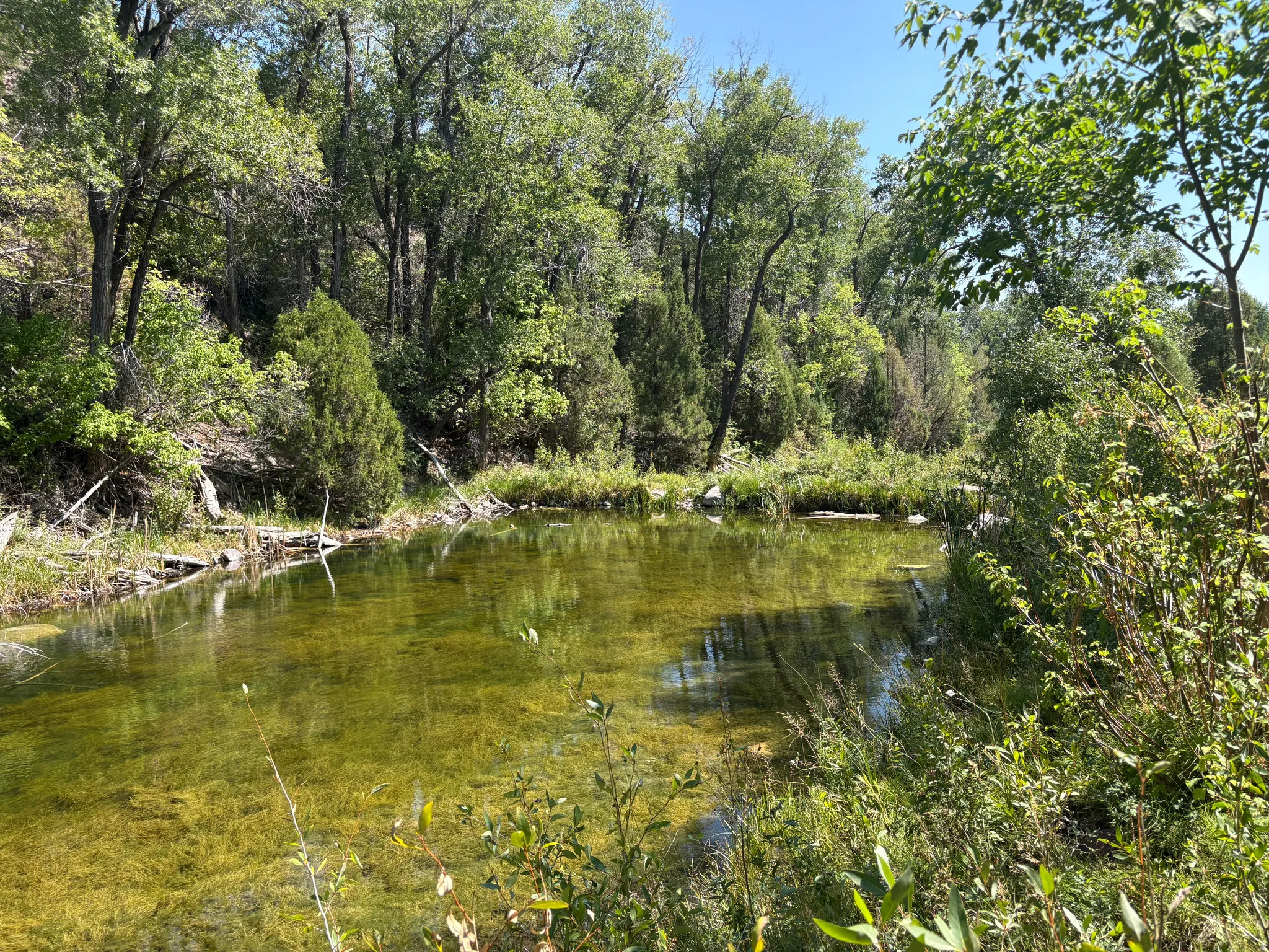 Natural water feature surrounded by dense, mature trees and varied green foliage