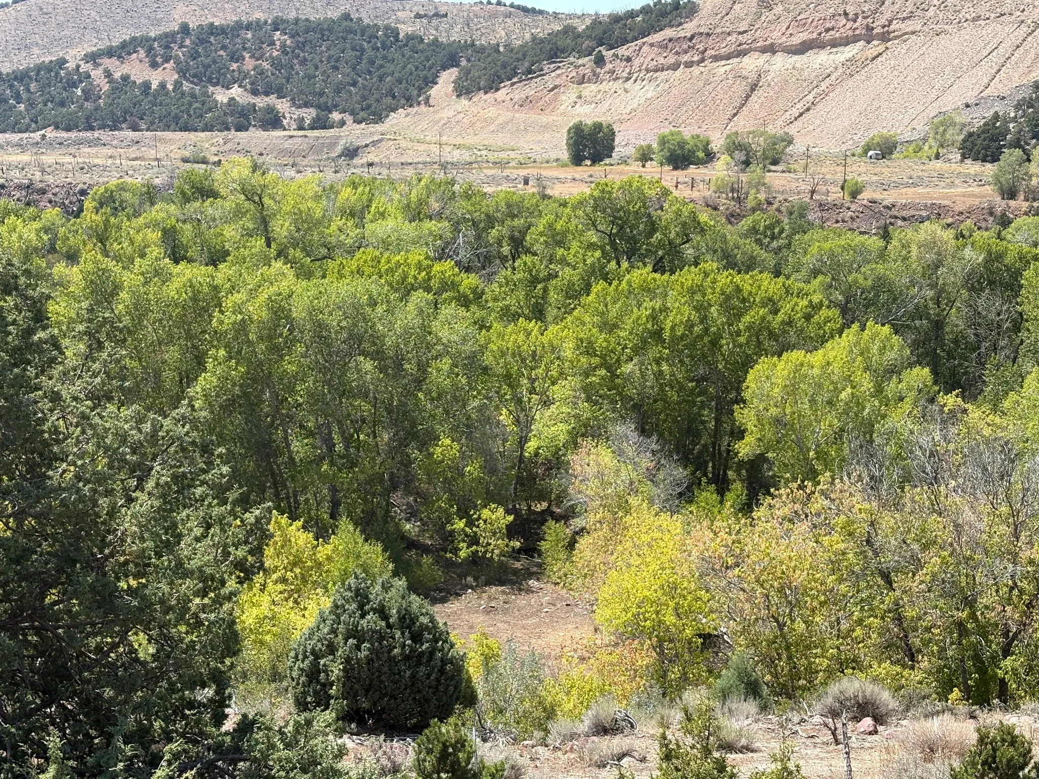 Expansive natural landscape featuring lush green trees, a distant mountainous backdrop, and diverse foliage in the foreground
