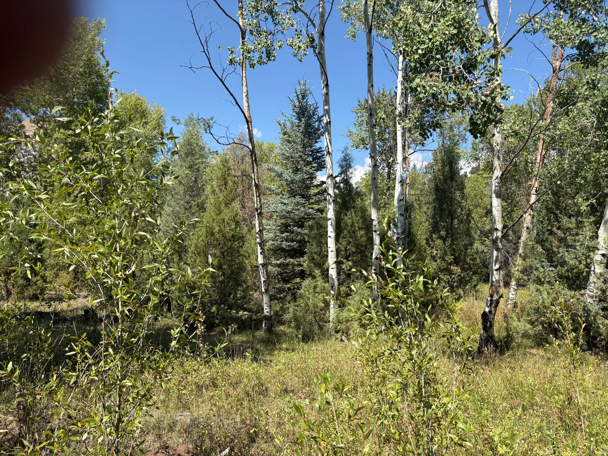 Wooded lot featuring mature deciduous and evergreen trees, natural ground cover, and a clear sky