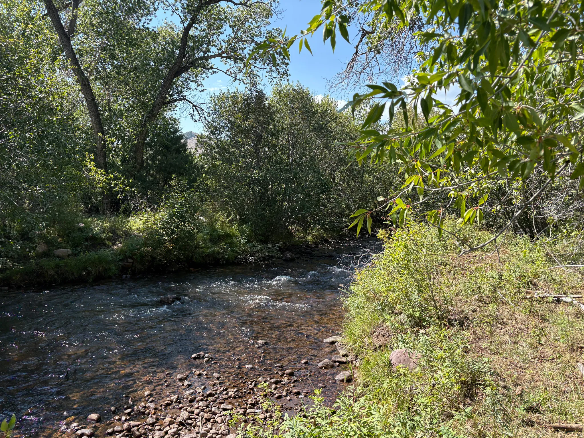 Natural water feature with rocky bed, flanked by lush green foliage and mature trees