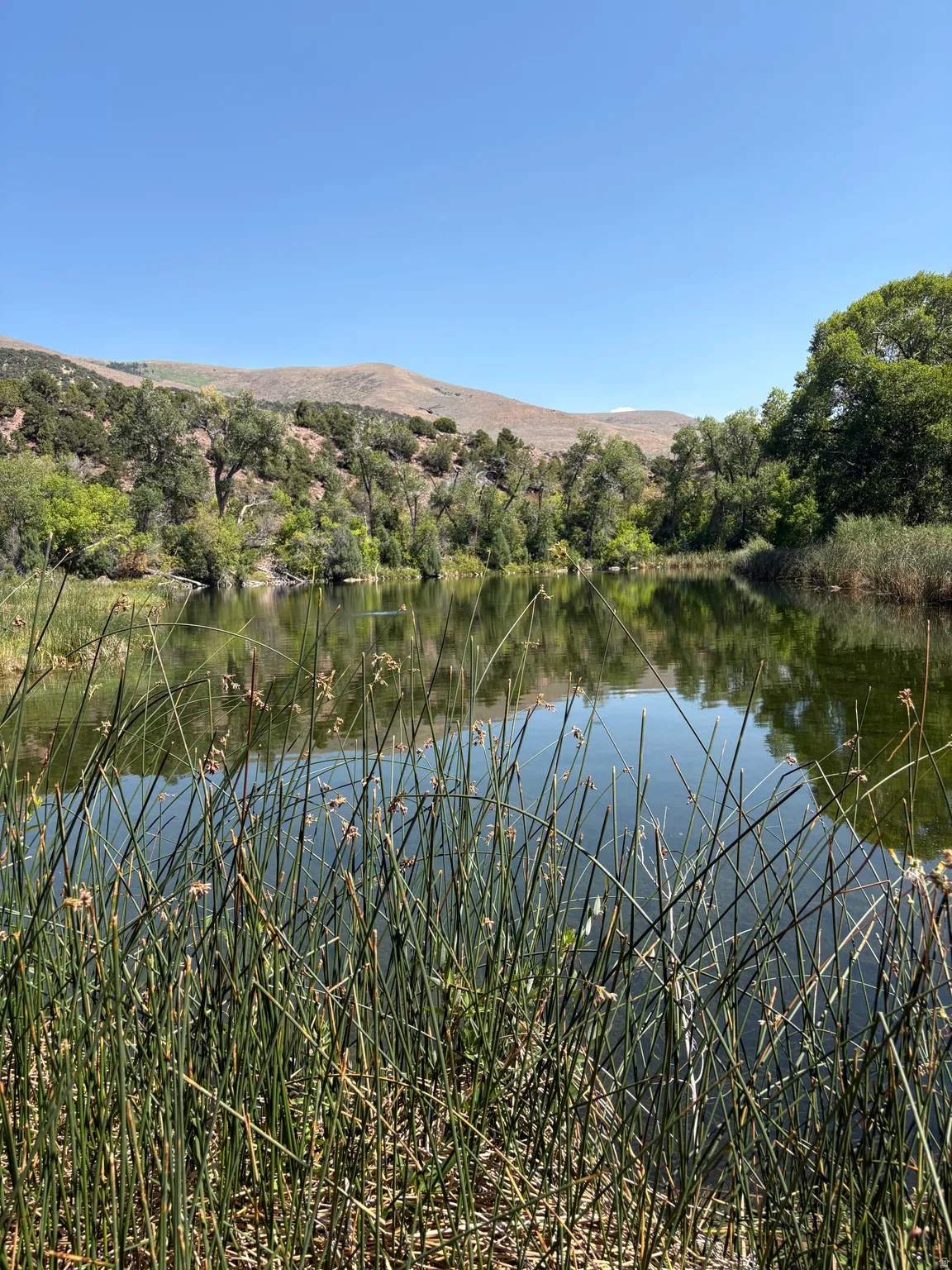 Lakeside setting featuring mature trees and a distant mountainous backdrop
