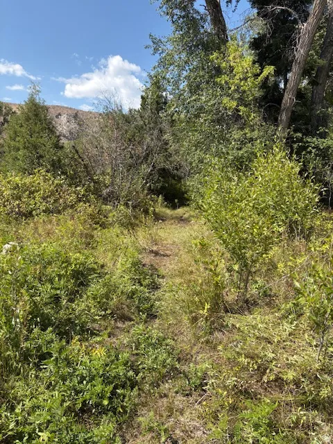 Natural landscape featuring a verdant path surrounded by mature trees and varied foliage
