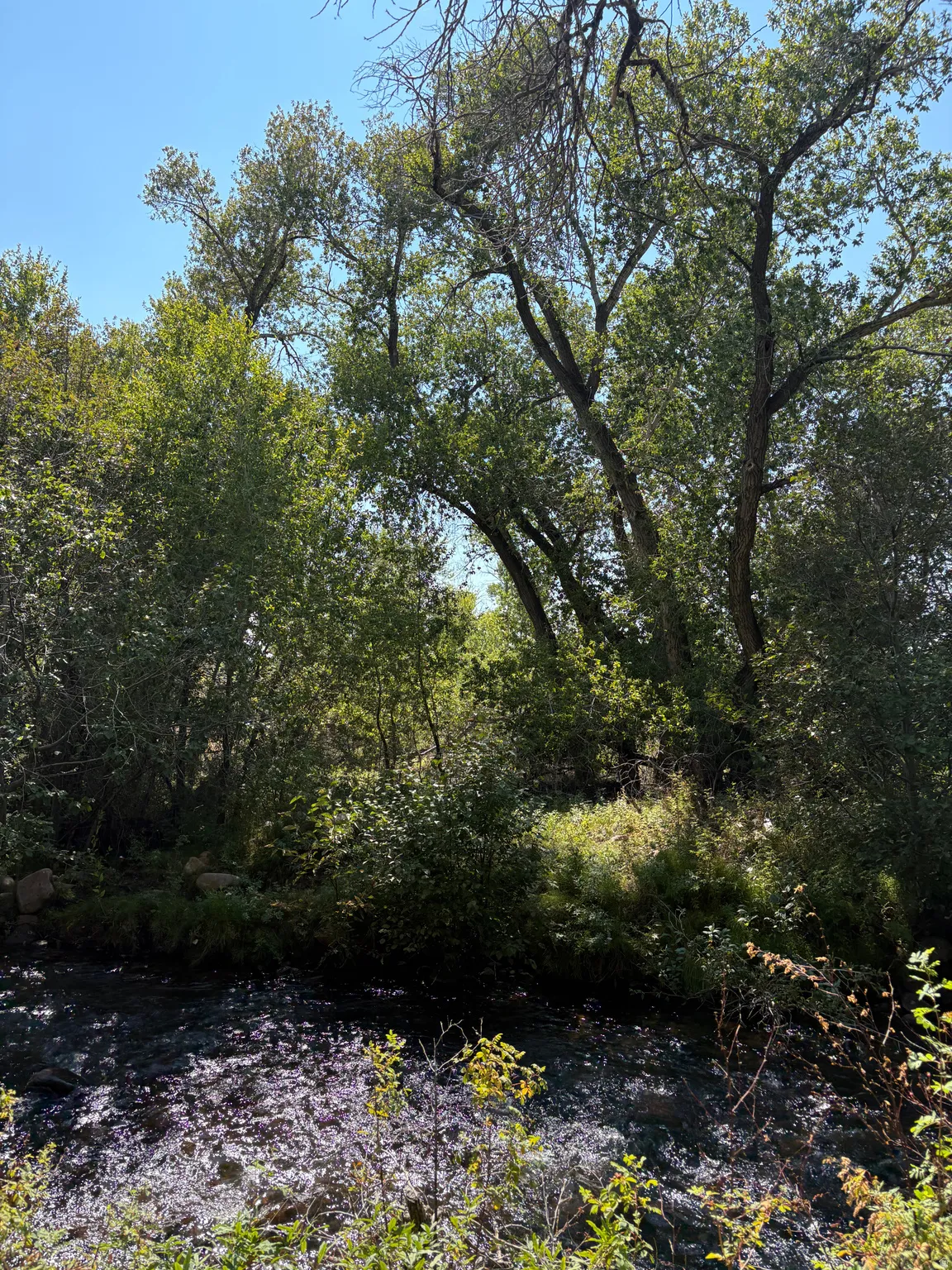 Natural water feature bordered by dense foliage and mature trees