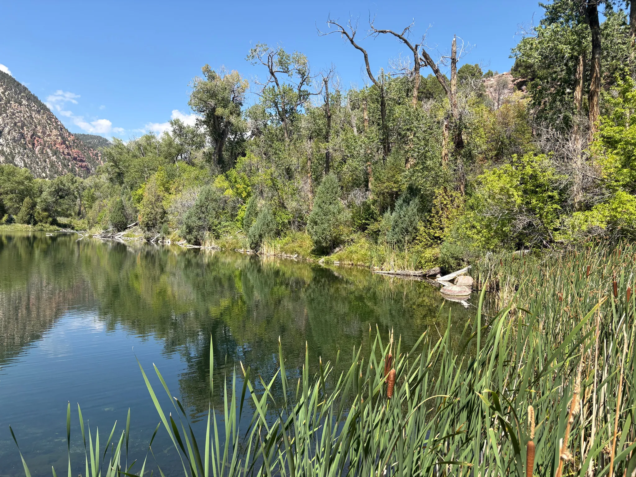 Reflective body of water surrounded by lush foliage and cattails, framed by a distant mountain