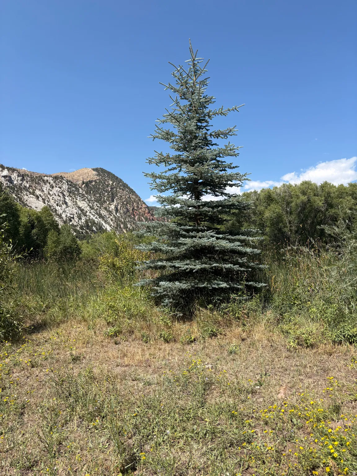 Expansive undeveloped land featuring a prominent evergreen tree and varied natural foliage, with a distant mountain range under a clear blue sky