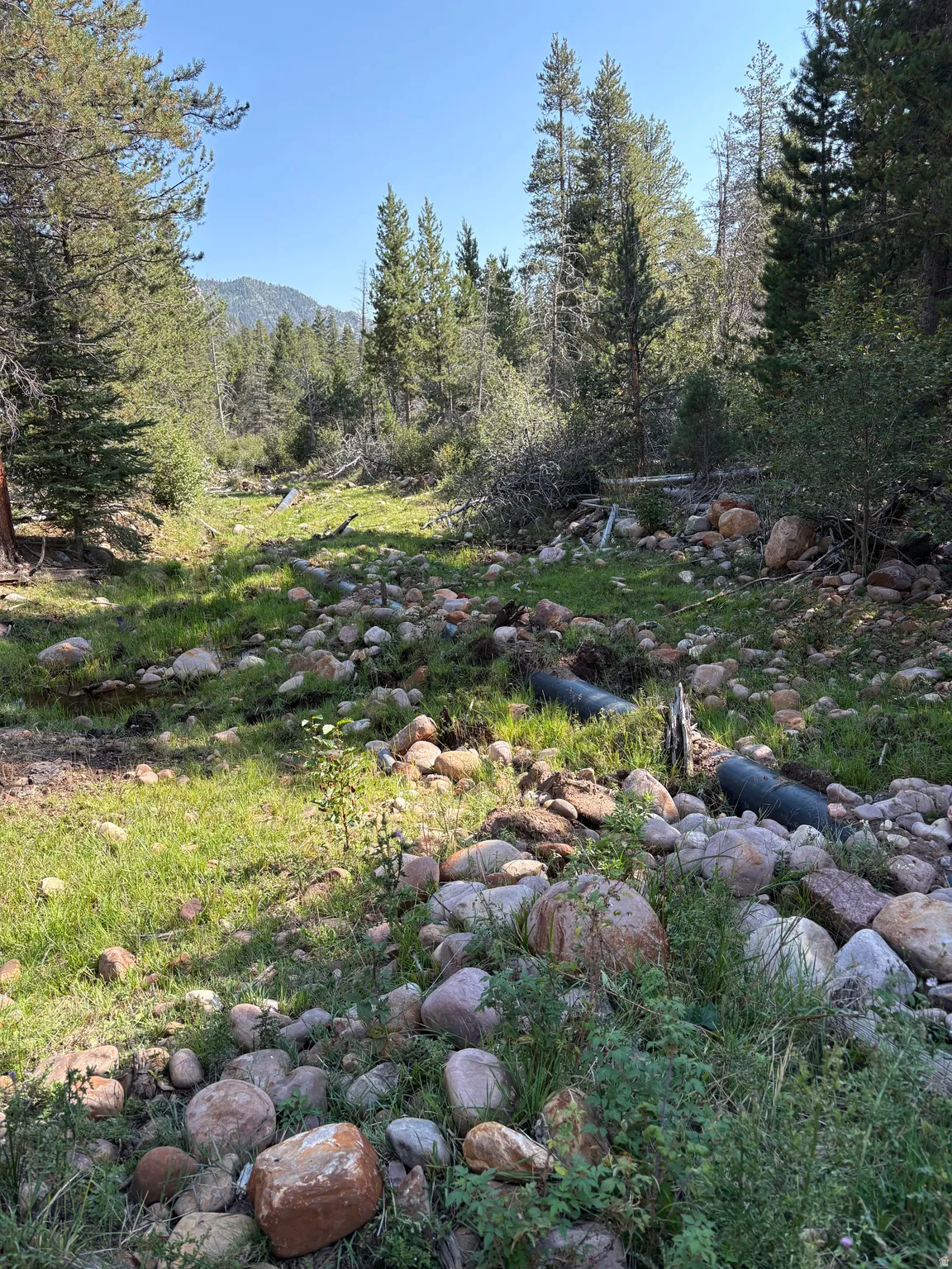 Wooded landscape featuring a rocky bed and scattered foliage