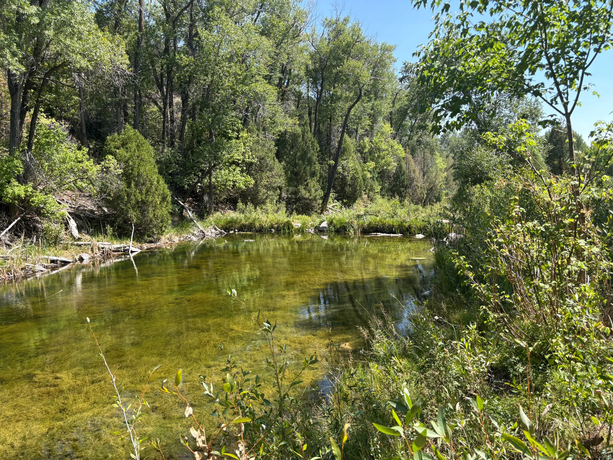Natural water feature surrounded by dense, mature trees and varied vegetation