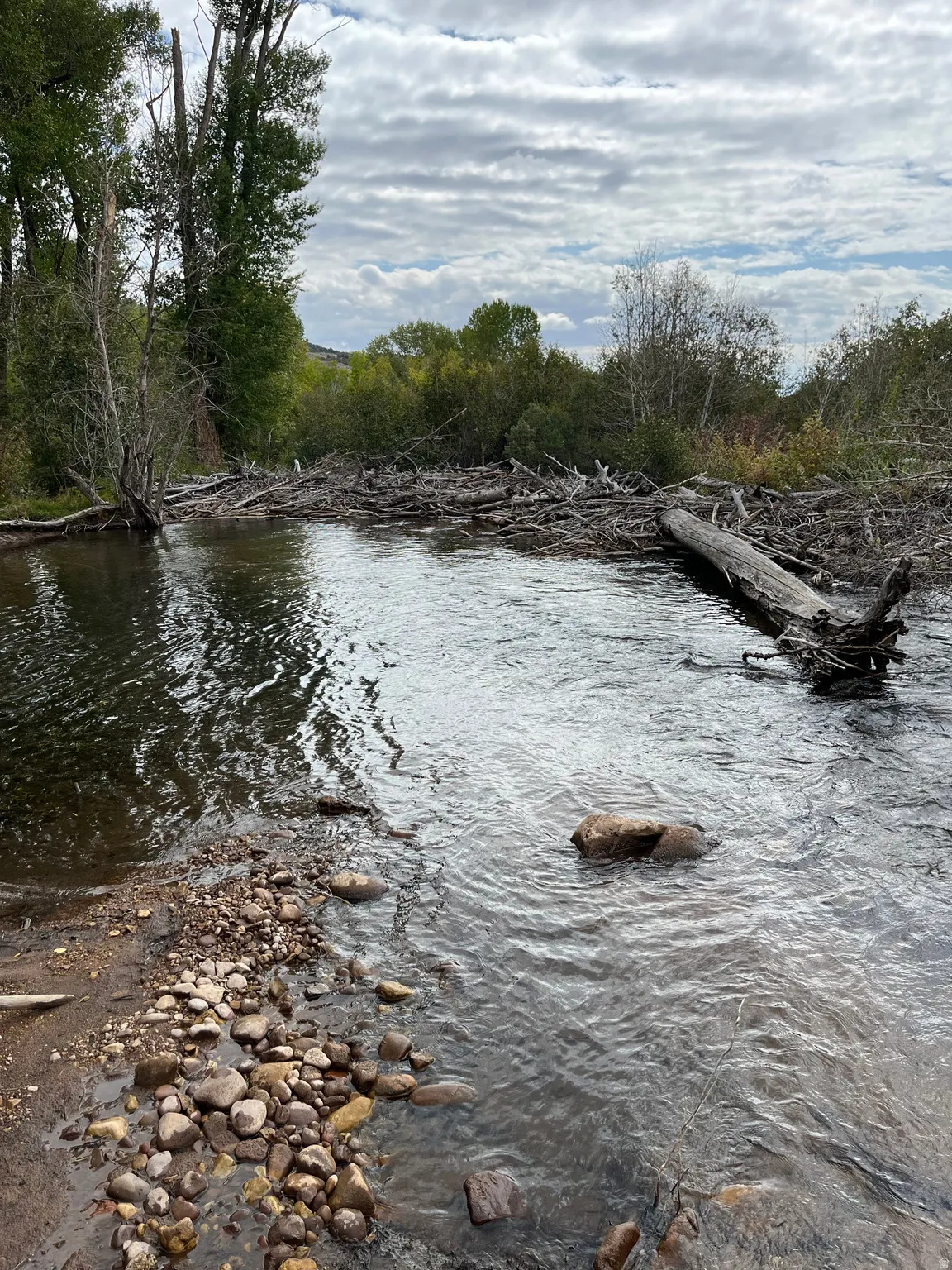 Natural stream featuring clear water, a rocky bank, a substantial log, and dense surrounding foliage