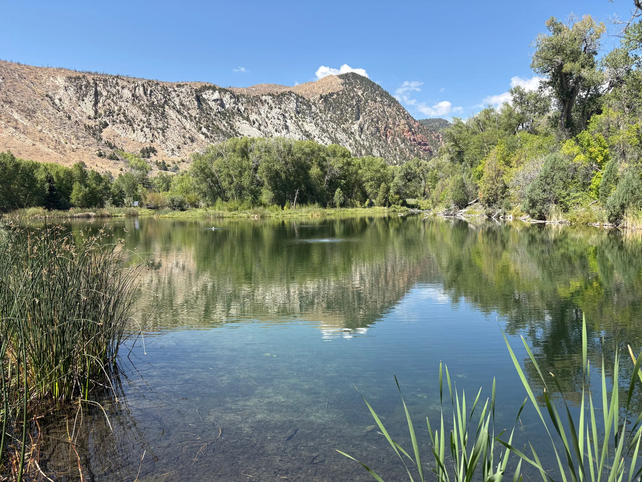 Tranquil pond surrounded by lush green foliage and distant mountains