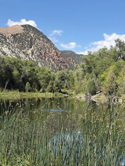 Natural body of water with abundant green reeds