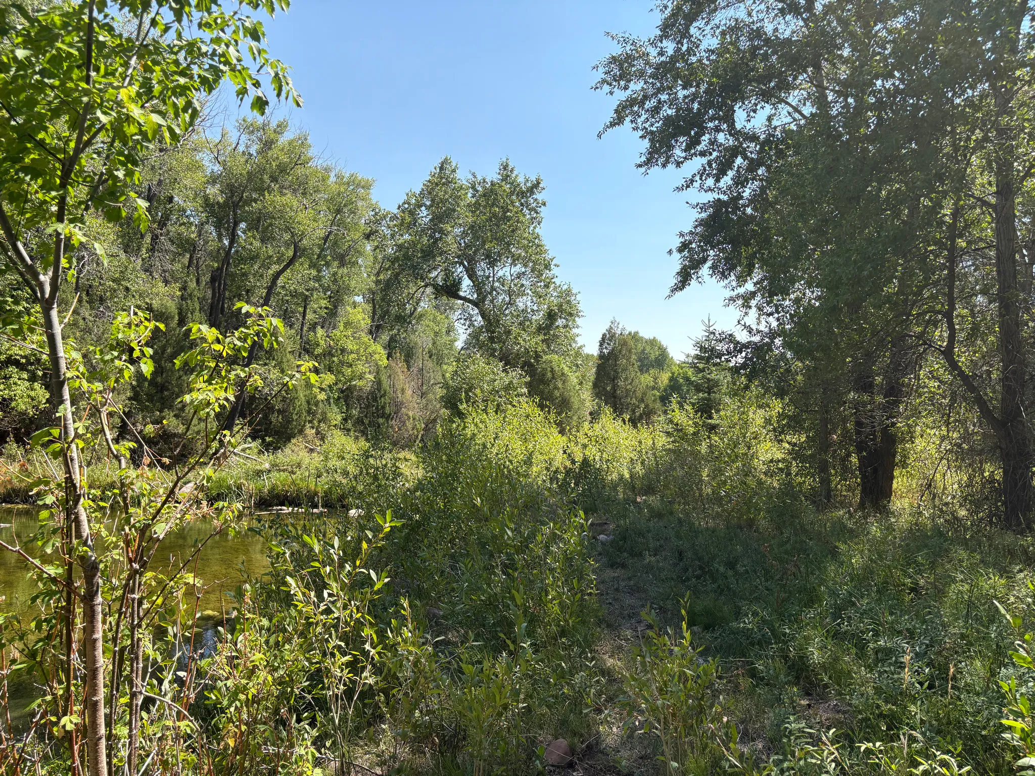 Natural landscape featuring abundant mature trees and varied green foliage