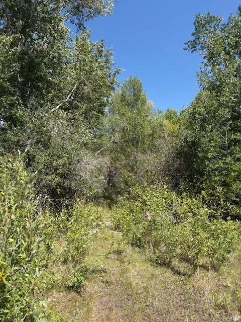 Natural landscape featuring a clear blue sky and abundant mature foliage