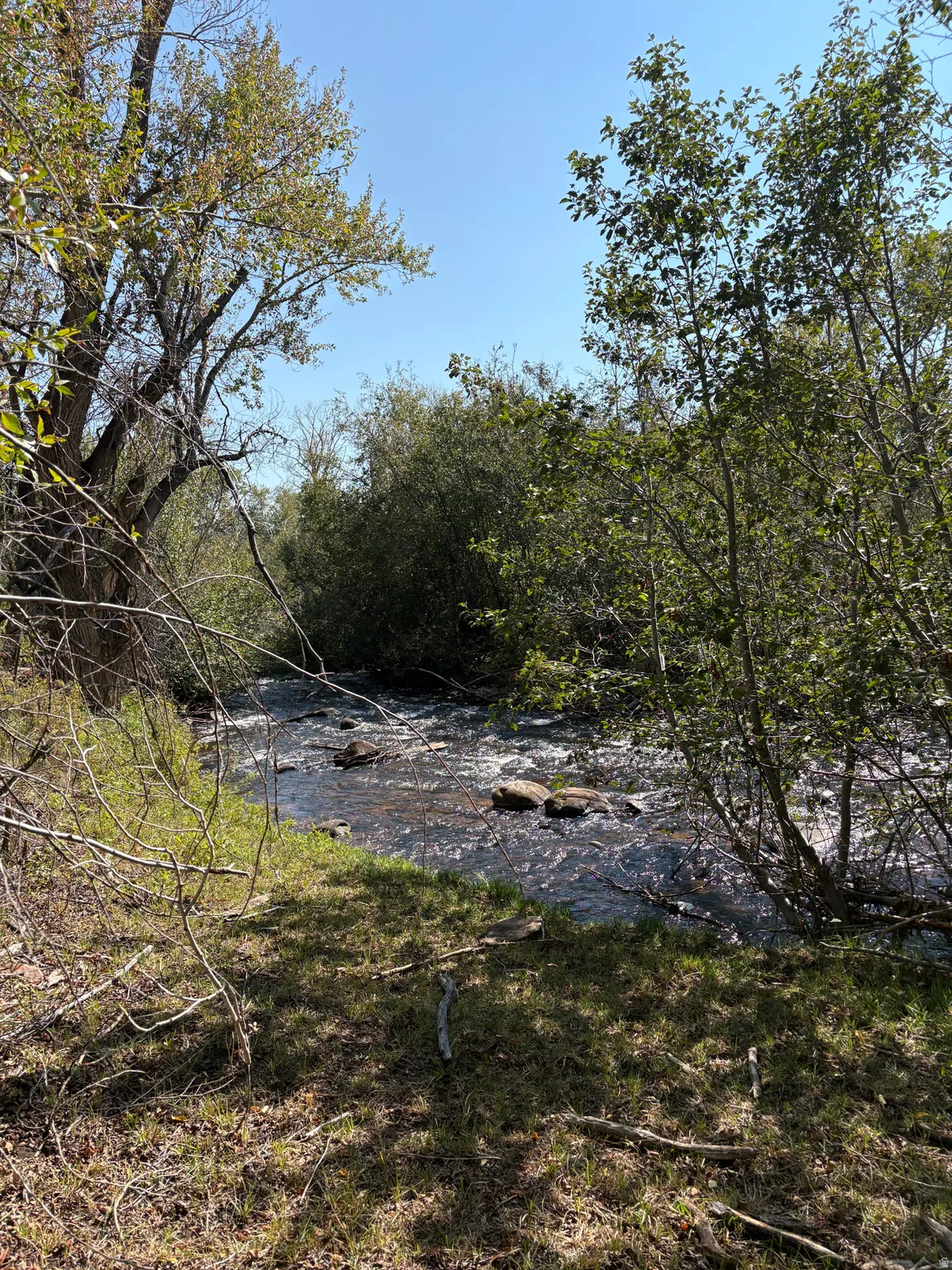 Natural stream with rocky bottom bordered by dense riparian vegetation and mature trees under a clear sky