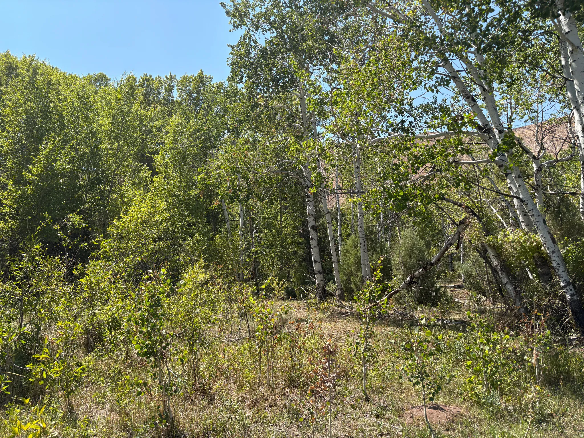 Natural landscape featuring mature deciduous trees, including aspens with white bark