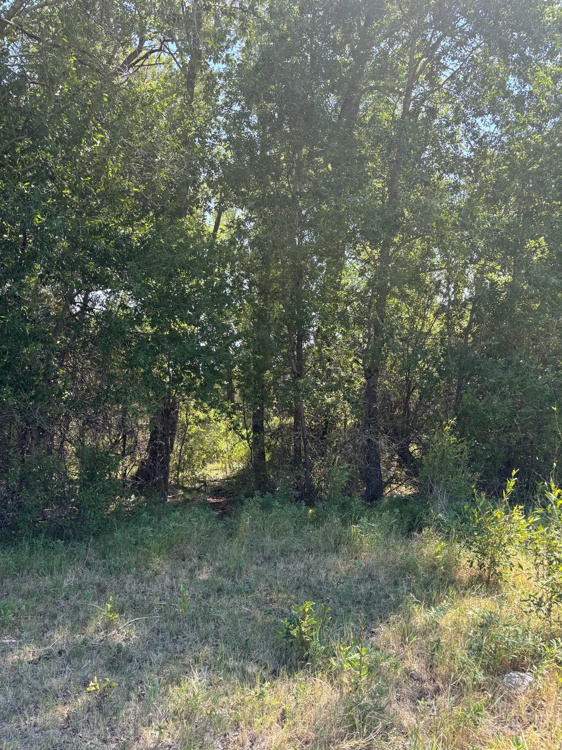 Wooded lot featuring mature trees and natural ground cover