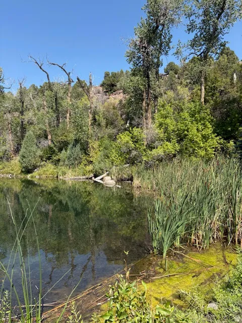 Pond with reflective surface featuring tall green reeds and surrounding mature trees