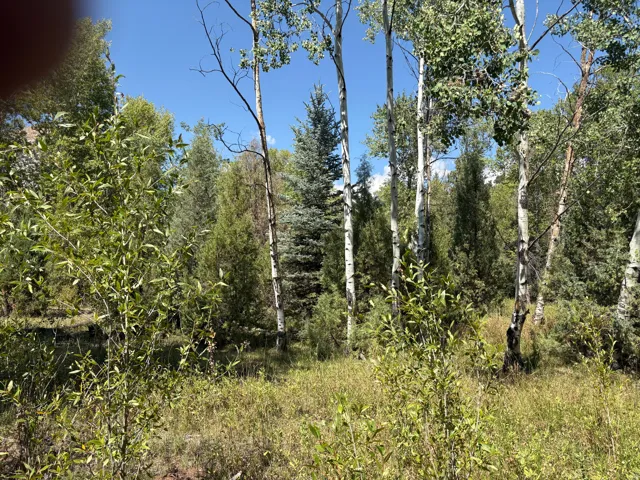 Wooded lot featuring mature deciduous and evergreen trees, natural ground cover, and a clear sky