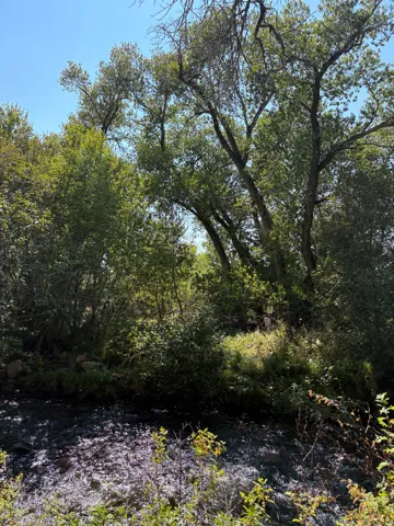 Natural water feature bordered by dense foliage and mature trees
