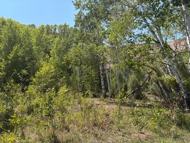 Natural landscape featuring mature deciduous trees, including aspens with white bark