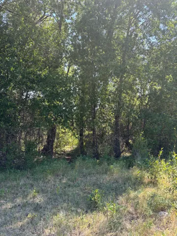 Wooded lot featuring mature trees and natural ground cover