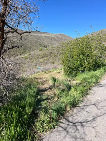 Natural landscape featuring mature deciduous trees and a clear blue sky