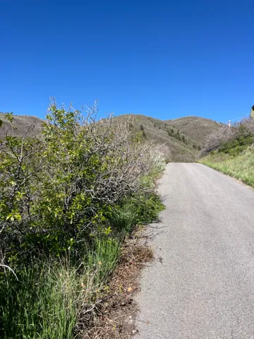 Paved road bordered by natural foliage, with distant hills under a clear sky