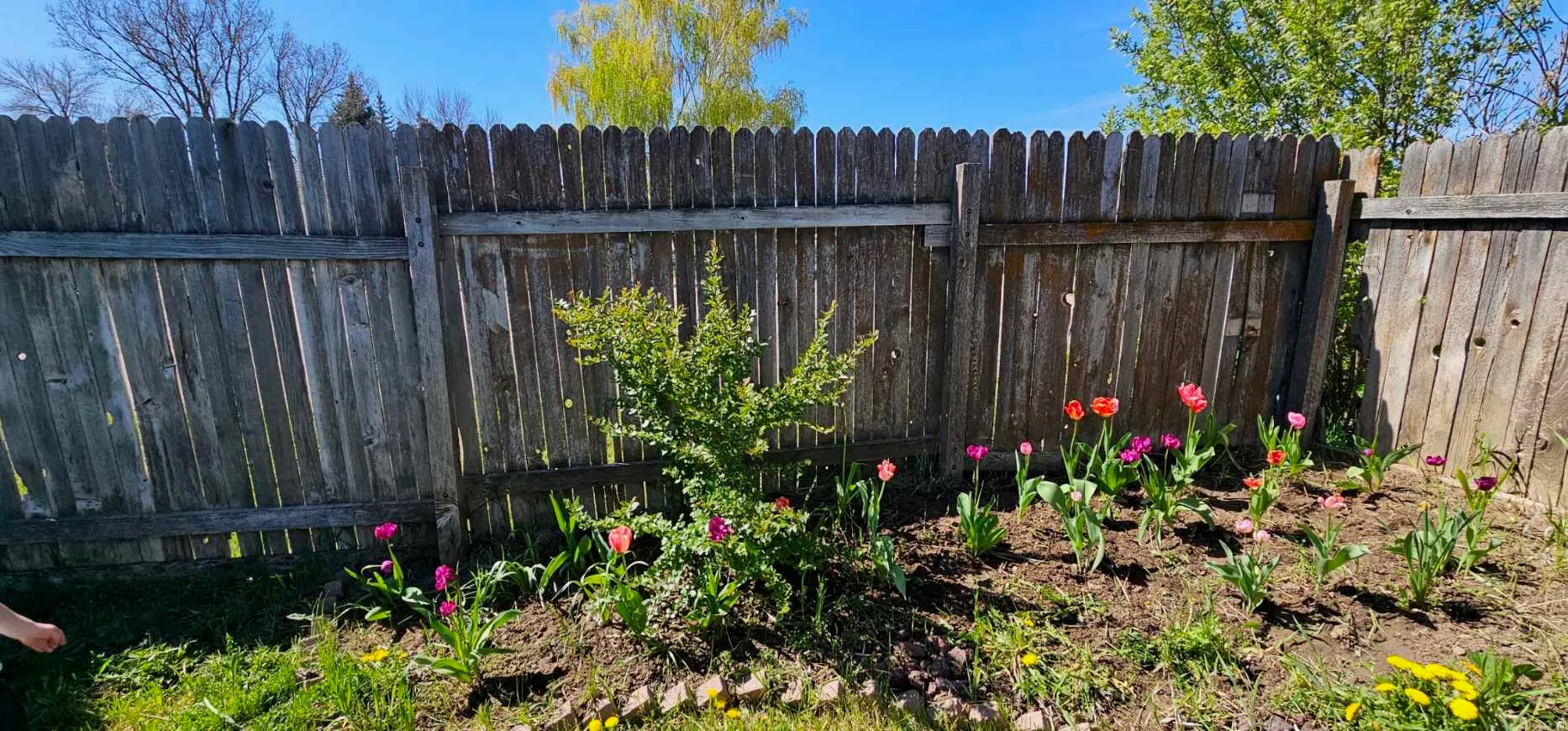 Garden bed featuring varied plantings and a wooden privacy fence