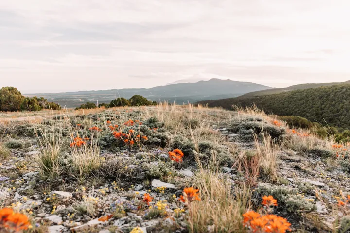 Upland terrain featuring diverse flora, including vibrant orange wildflowers and various grasses