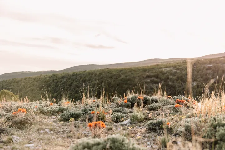 Natural landscape featuring rolling hills, distant tree lines, and foreground vegetation with scattered orange blooms