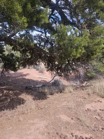 Mature tree providing natural shade over a natural ground cover