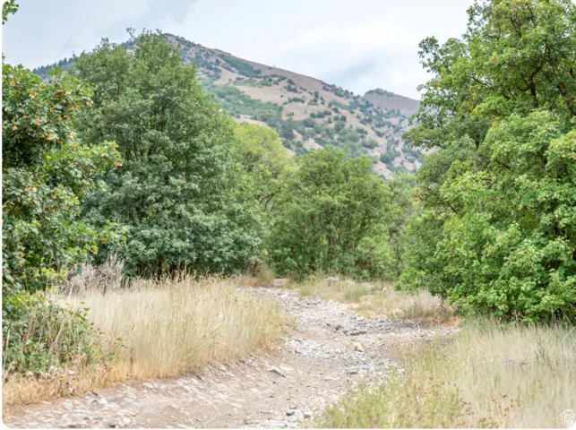 Gravel path bordered by natural vegetation, framed by mature trees, with a mountain backdrop