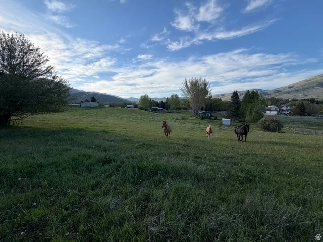 Expansive green field with natural grass