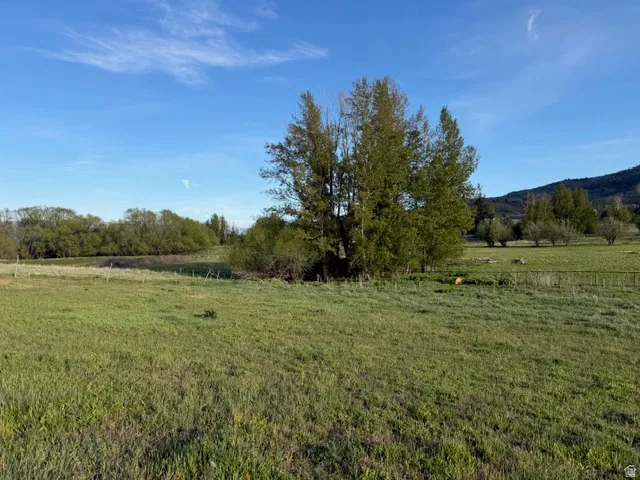 Expansive green field with natural growth trees and distant mountain range
