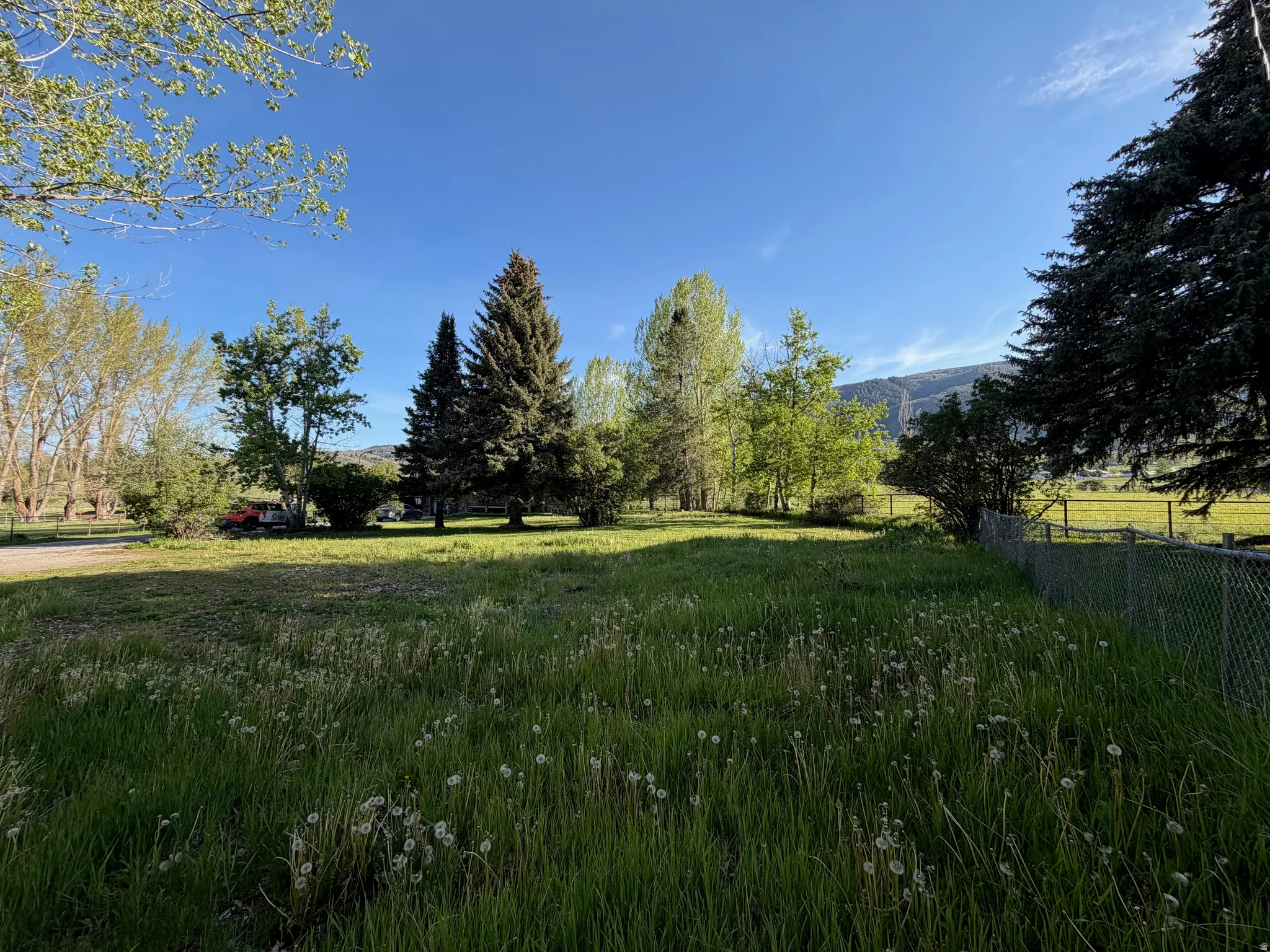 Expansive grassy lot featuring mature evergreen trees and a chain-link fence