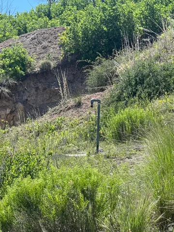 Natural hillside terrain with diverse foliage