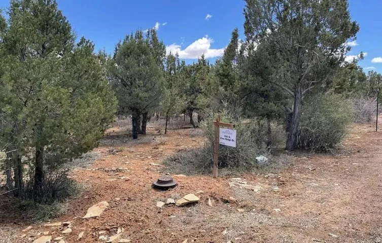 Natural landscape featuring mature evergreen trees and a rich, earthy ground cover