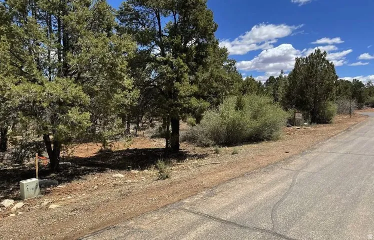 Wooded lot featuring mature evergreen trees and natural ground cover