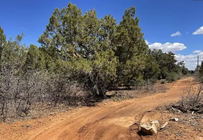 Dirt road with natural landscaping and mature trees